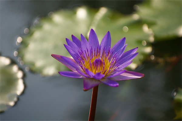 花盆與花的搭配(花盆與花的搭配圖片大全) 花盆與花的搭配(花盆與花的搭配圖片大全)